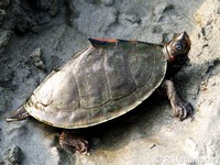 batagur tentoria